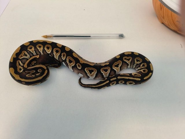 Preview of the first image of Phantom ball python royal python female.