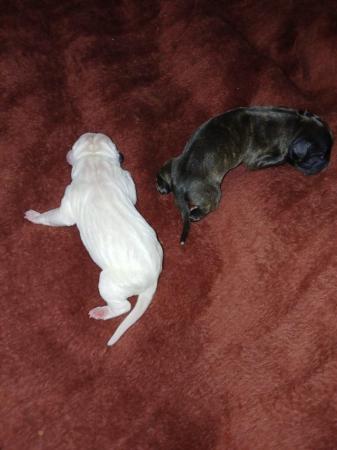 Image 12 of Staffordshire bull terrier puppies