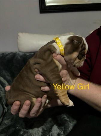 Image 14 of Chunky English Bulldog Puppies