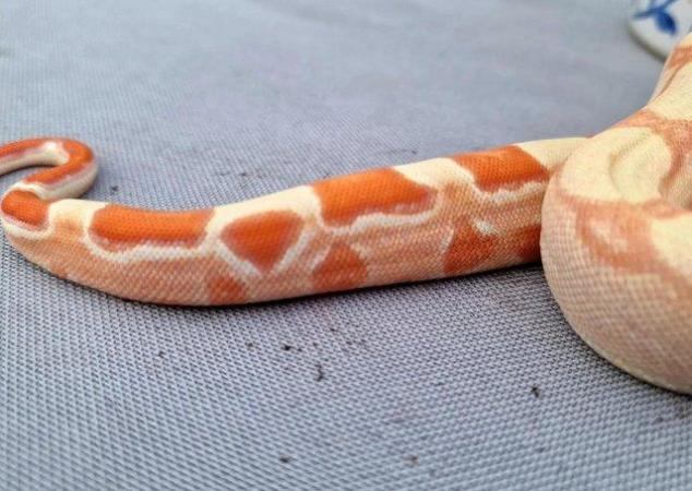 Image 7 of Sunglow kahl roswell Laddertail boa constrictor