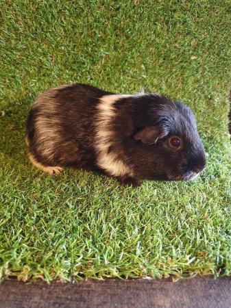 Image 31 of Guinea pigs males and females