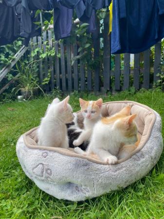 Image 5 of Beautiful Kittens for Sale