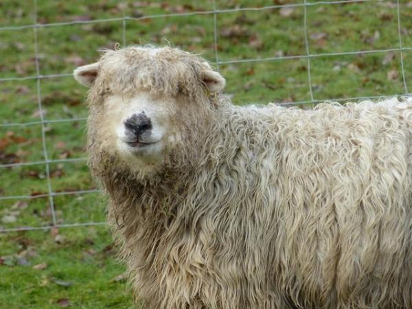 Image 2 of Grey faced Dartmoor ewes