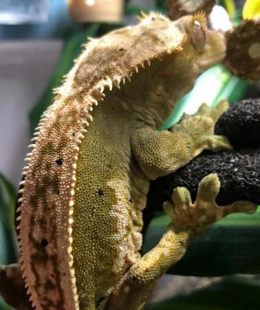 Image 5 of FREE full pin harlequin crested gecko (read desc)