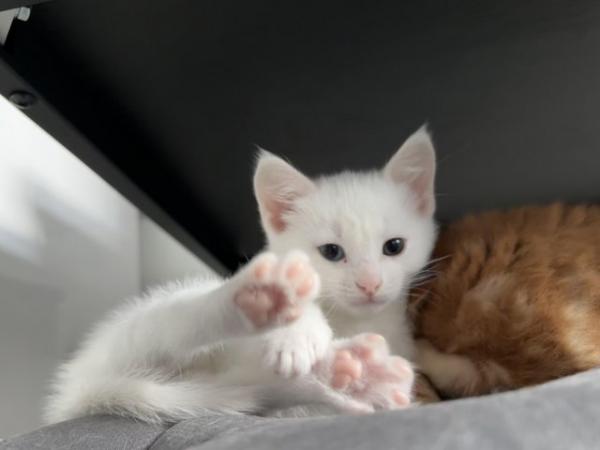Image 2 of White female kitten ready now!