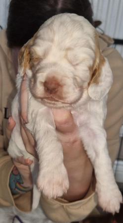 Image 5 of Stunning spaniels for sale