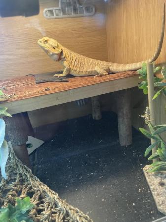 Image 5 of Bearded dragon and enclosure