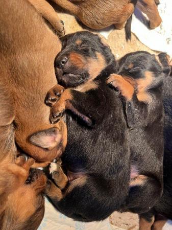 Image 1 of Huntaway Puppies for Sale. Ready to leave now!