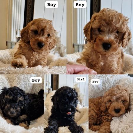 Image 6 of Last 2 Ready f1 cavapoo male puppies reduced apricot