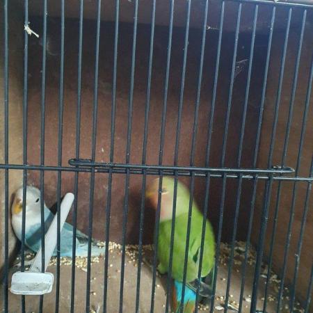 Image 7 of Lovebirds babies 3 months old available