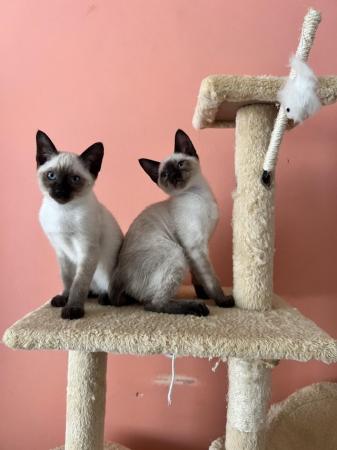 Image 1 of Siamese kittens,ready now only 2 boys left