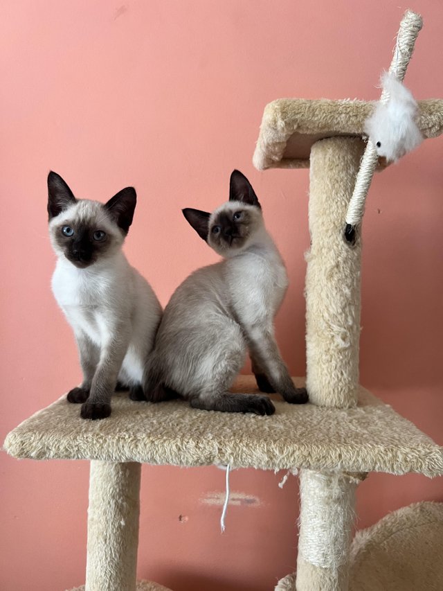 Preview of the first image of Siamese kittens,ready now only 2 boys left.