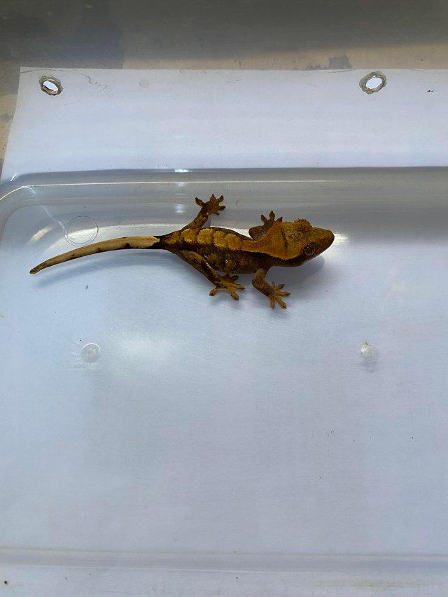 Preview of the first image of Flame crested gecko with portholes.