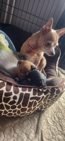 Image 2 of 10 week old female chihuahua jack pups for sale