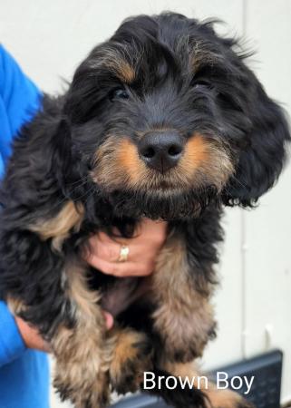 Image 6 of ALL SOLD! Beautiful F1 Cavapoo Pups
