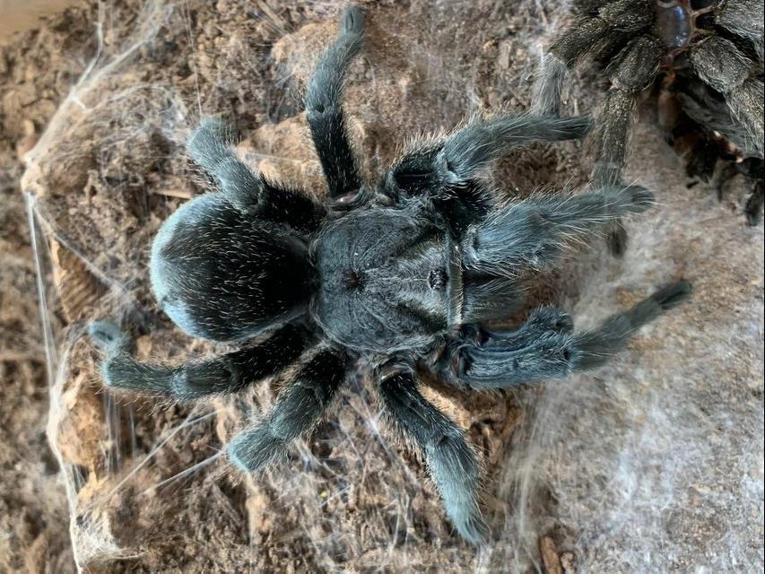 Preview of the first image of Big list of tarantulas for sale.