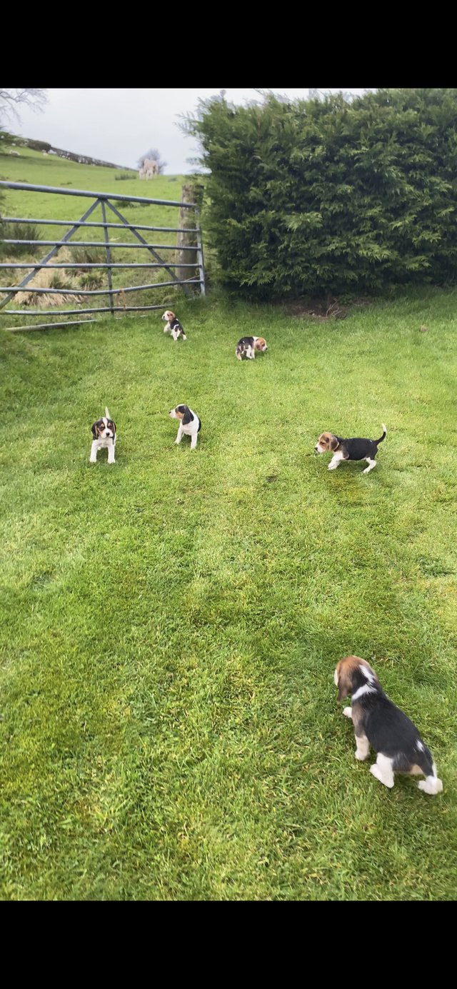 Preview of the first image of Beautiful Beagle puppies.