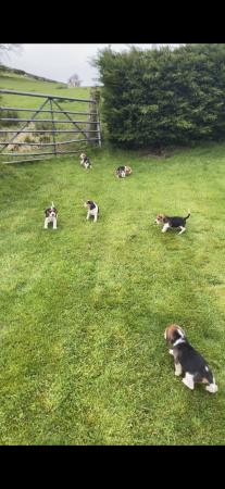 Image 1 of Beautiful Beagle puppies