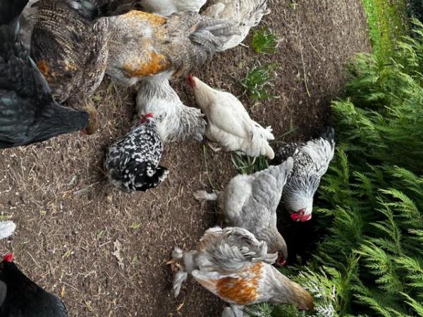 Image 19 of Chicks of various breeds and sizes