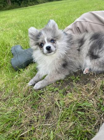 Image 12 of Beautiful Pomeranian Merle Boy
