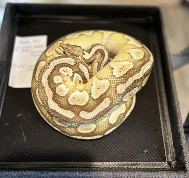 Preview of the first image of Proven ball python pair 100%het clown.