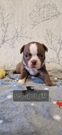 Image 12 of Kc registrated Boston terrier puppies