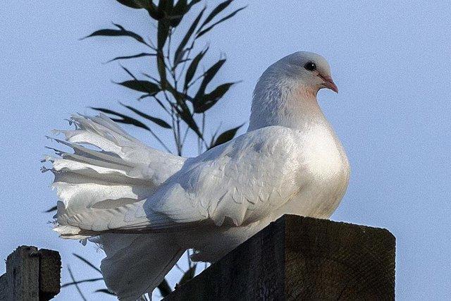 Image 7 of Beautiful Young White Fantail Doves