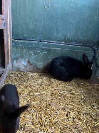 Image 4 of New Zealand Giant Black Bunny Rabbits - Unsexed