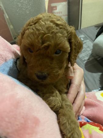 Image 7 of 7 week old red TOY poodle puppies