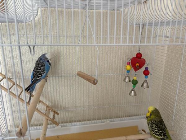 Image 5 of 2 Budgies for Sale - with cage, feed, toy