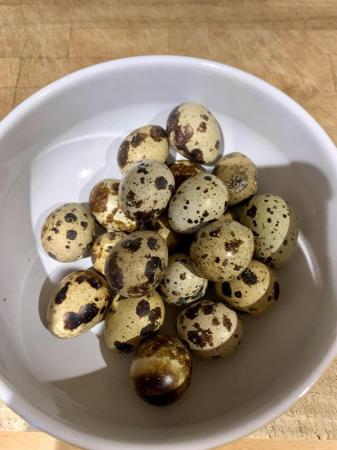 Image 2 of 12x Coturnix Quail Hatching or eating eggs