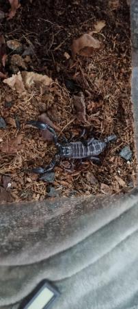 Image 5 of Male asian forest scorpion