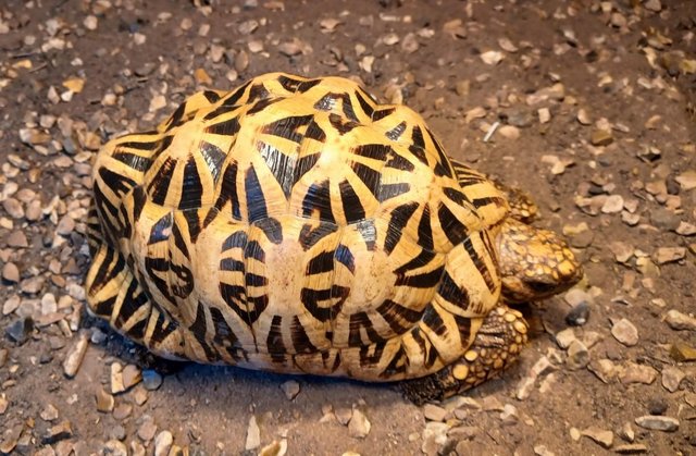 Image 9 of INDIAN STAR TORTOISE MALE cb 2012 in the UK