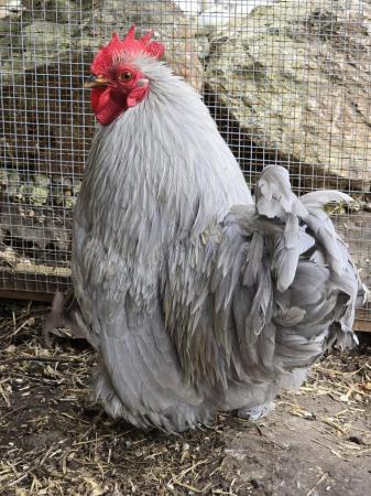 Image 1 of Free cock silki chicken.