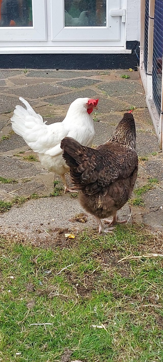 Beautiful egg laying chickens 