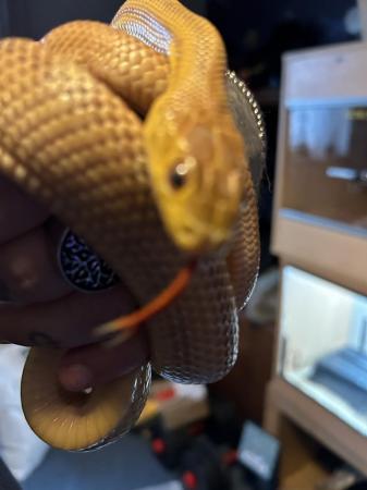 Image 5 of Rat snake with complete set up