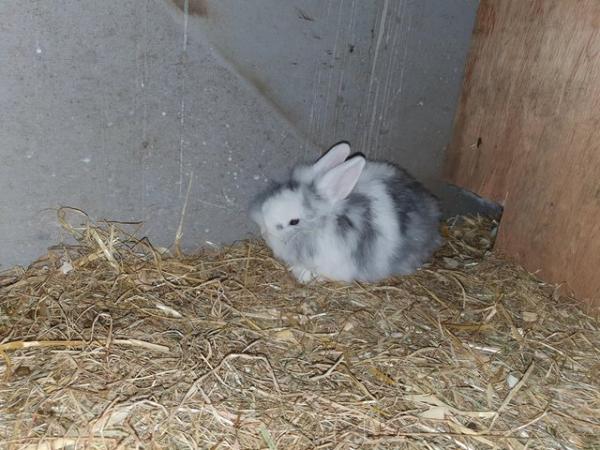 Image 5 of BABY LIONHEAD RABBITS for sale
