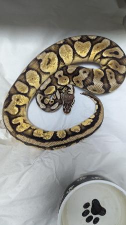 Image 14 of Whole collection of royal pythons for sale