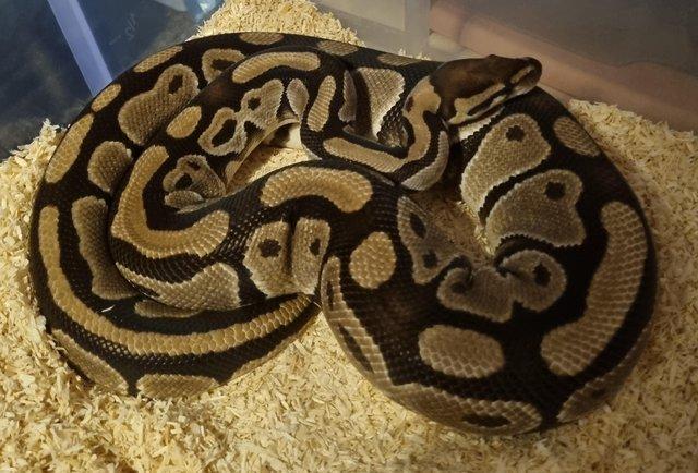 Image 5 of 6yr old ball python female classic het pied