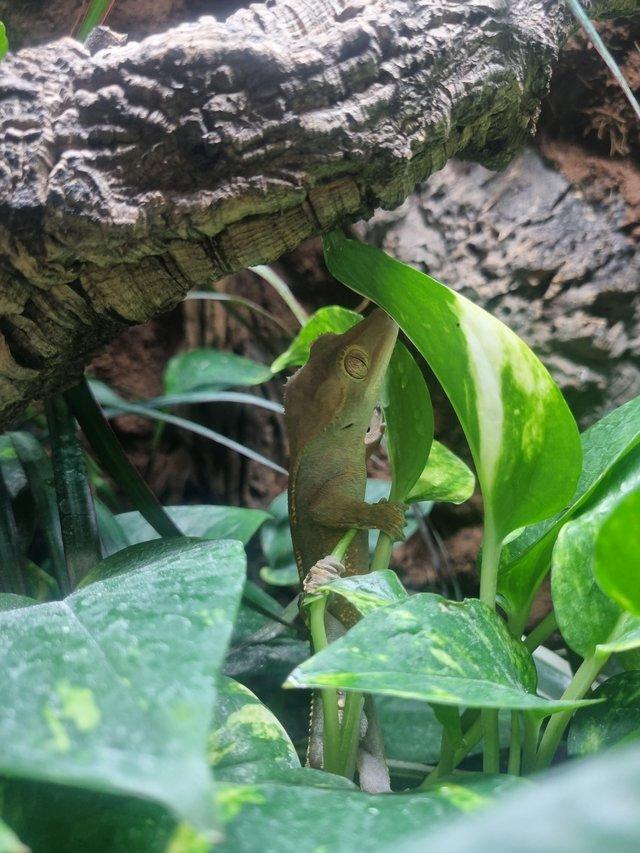 Preview of the first image of Healthy Crested Gecko in Need of a Forever Home.