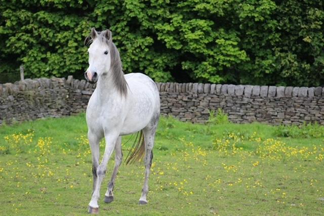 Image 1 of 11 year old grey arab mare
