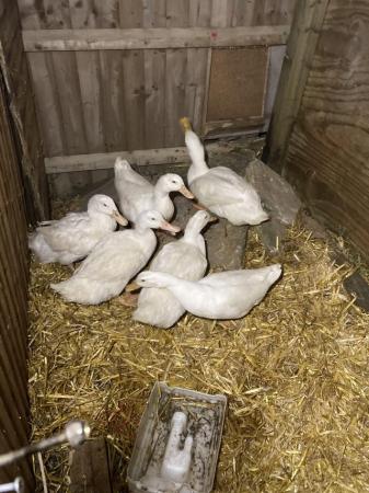 Image 1 of Aylesbury ducks 2023 hatched friendly and quackery about eat