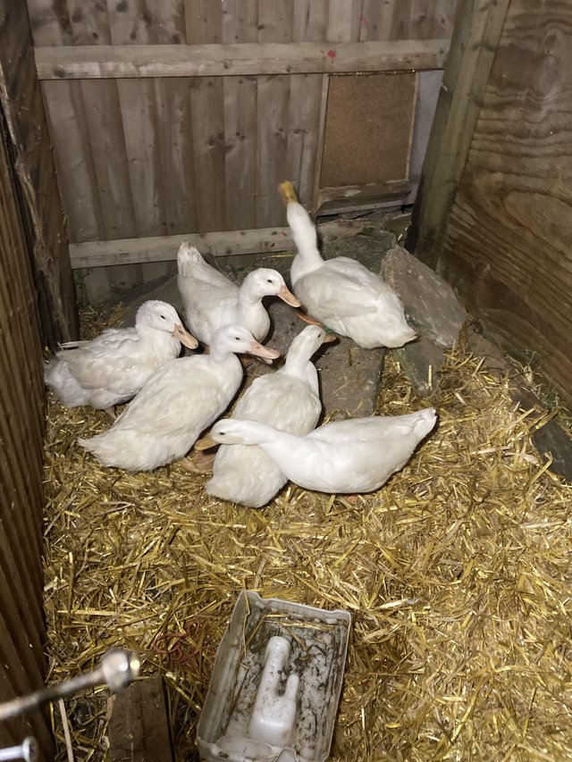 Preview of the first image of Aylesbury ducks 2023 hatched friendly and quackery about eat.