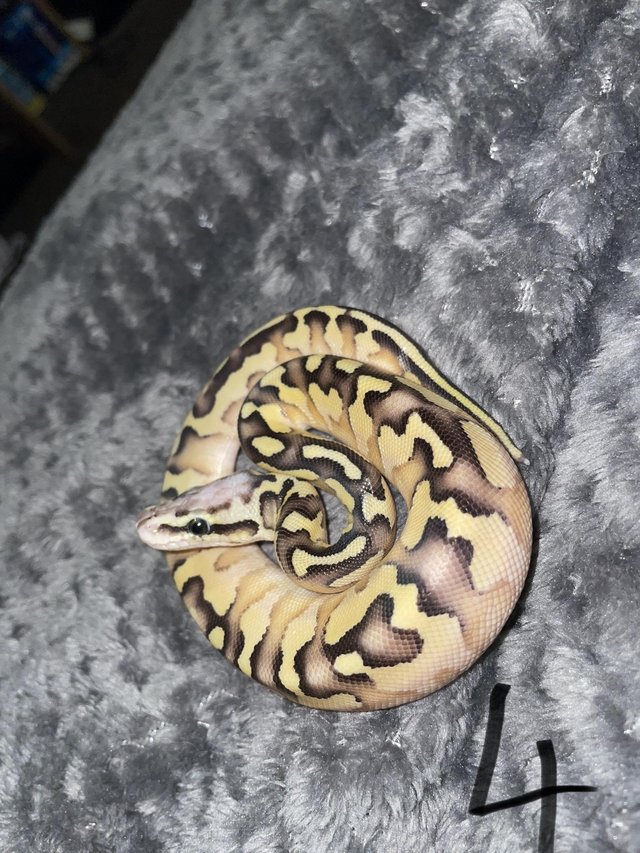 Preview of the first image of Pastel lesser ball python for sale.