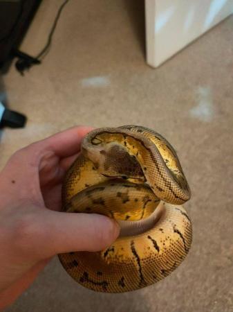 Image 8 of CB23 Various Royal Pythons for sale