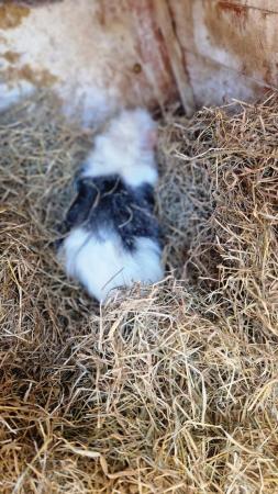 Image 2 of 2 stunning bonded  year old boar guineapig