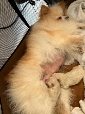 Image 6 of Cream and white Pomeranian Puppy’s