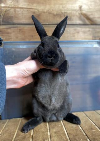 Image 5 of 3 Young Mini Rex Rabbits available 1 doe 2 bucks