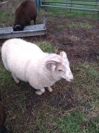 Image 4 of Cross bred ram lambs for sale