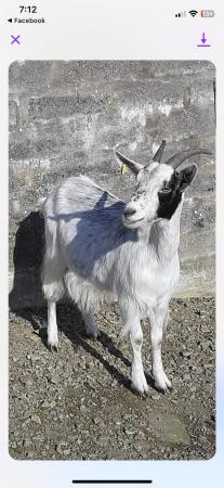 Image 2 of 2 Female Goats for sale good natured